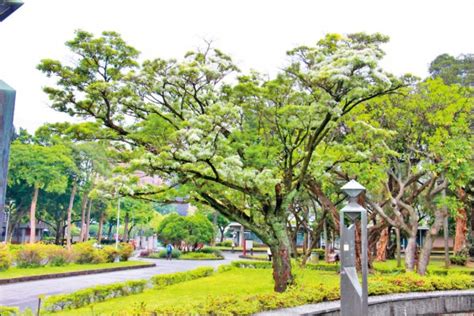 現在開花的樹|【春天賞樹趣】一棵開花的樹